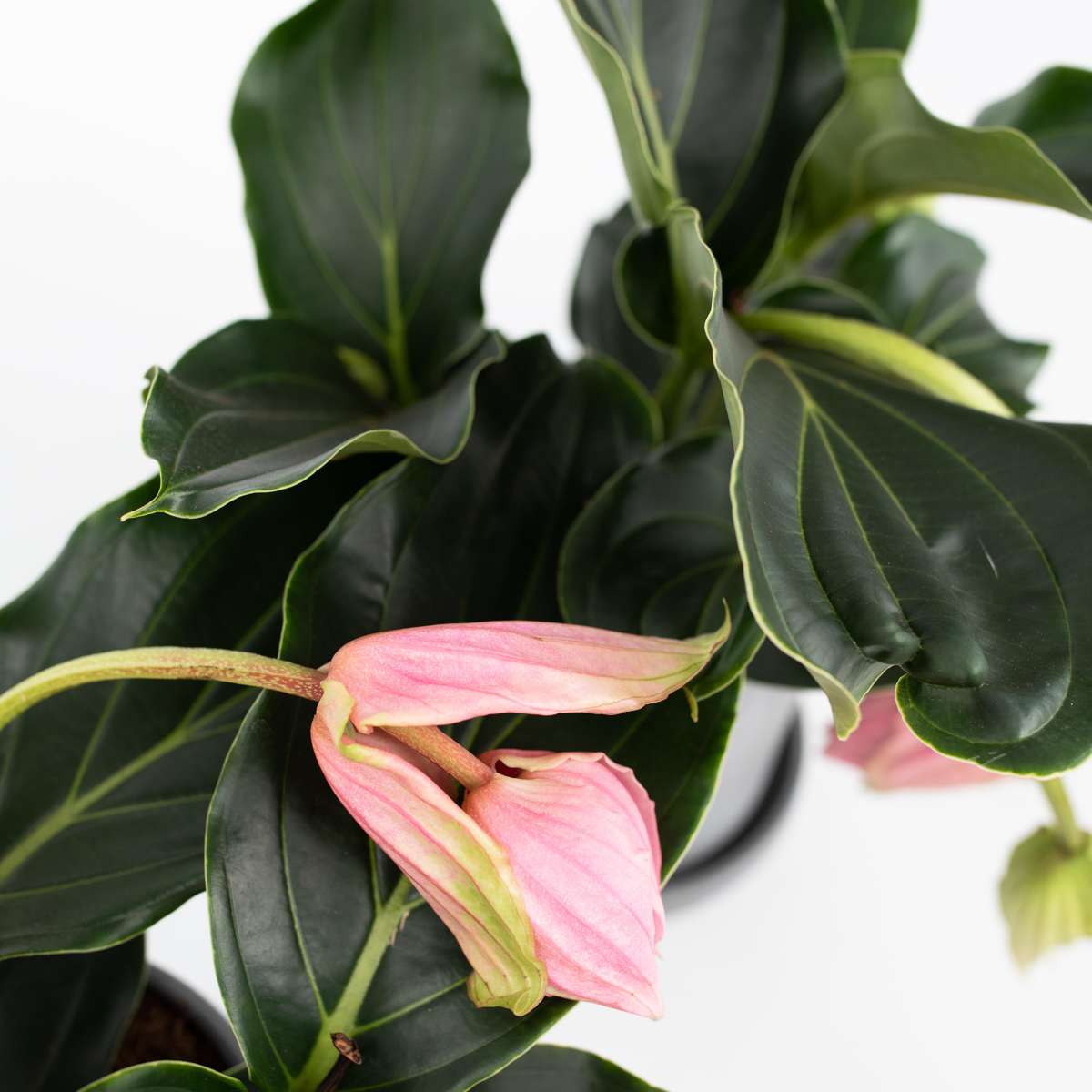 Floarea Regelui - 2 buc - Medinilla magnifica - Înălţime 40-50cm - ⌀17cm