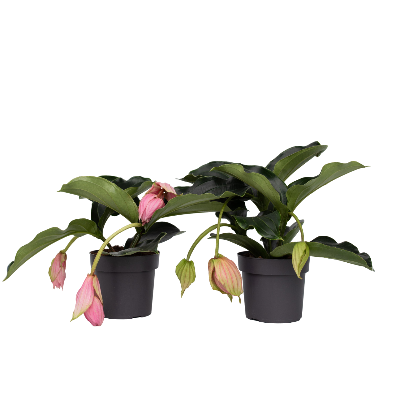 Floarea Regelui - 2 buc - Medinilla magnifica - Înălţime 40-50cm - ⌀17cm