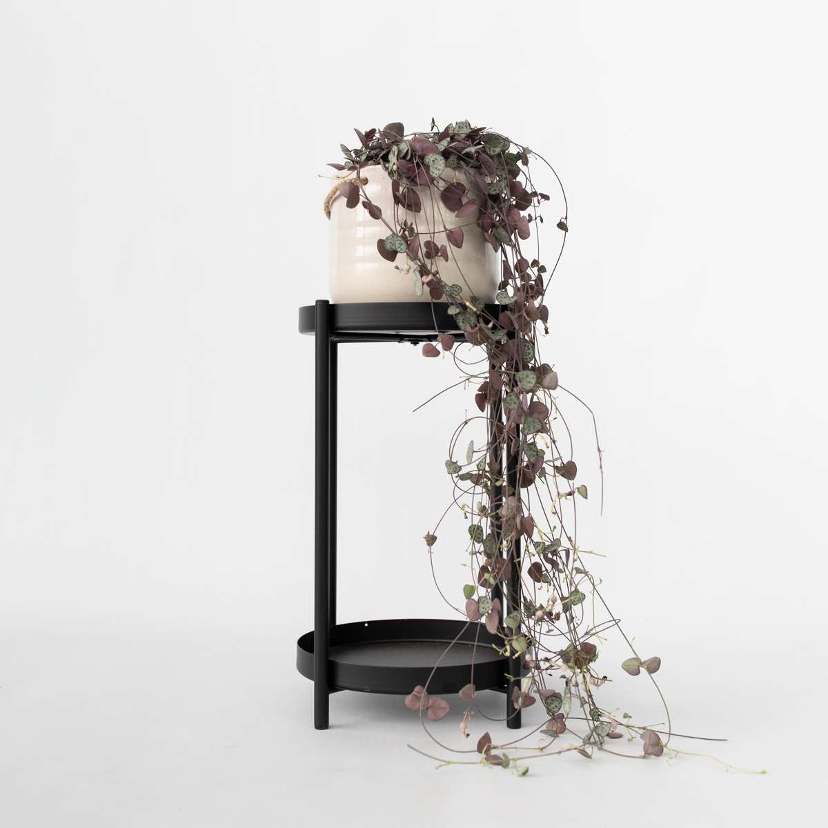 Lanțul inimilor - Ceropegia linearis Woodii - Înălţime 20-30cm - ⌀14cm