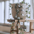 Lanțul inimilor - Ceropegia linearis Woodii - Înălţime 20-30cm - ⌀14cm