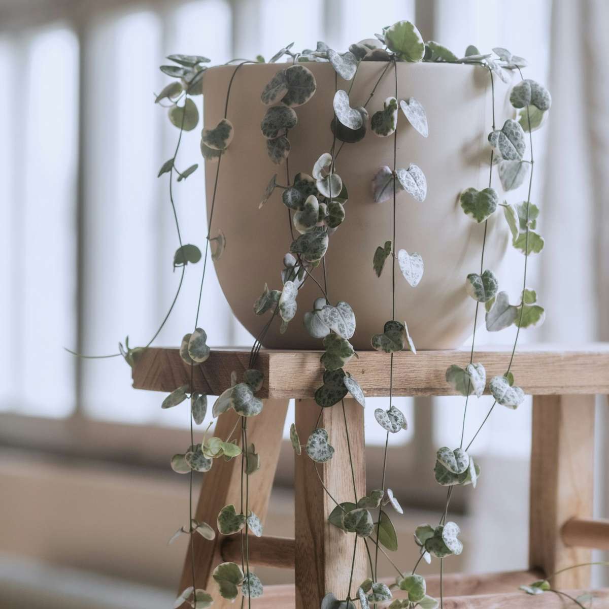 Lanțul inimilor - Ceropegia linearis Woodii - Înălţime 20-30cm - ⌀14cm