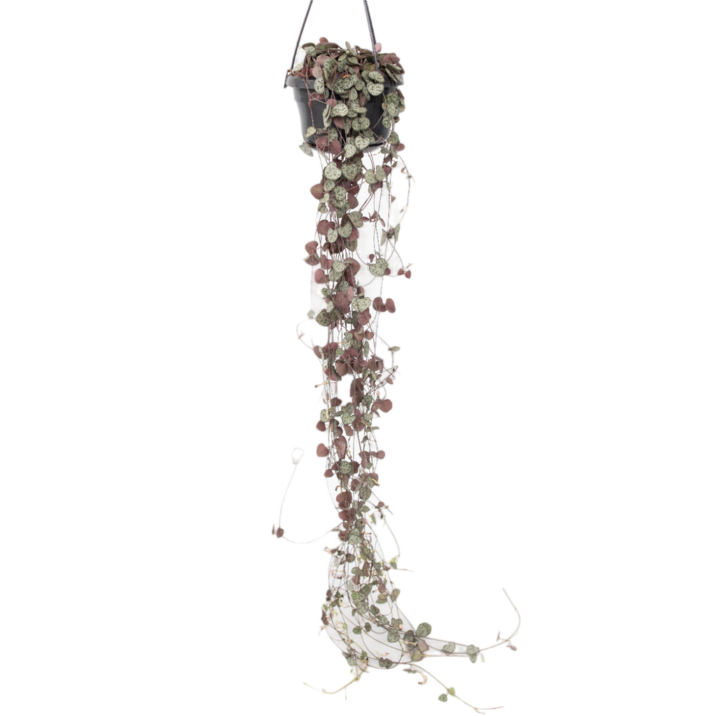 Lanțul inimilor - Ceropegia linearis Woodii - Înălţime 20-30cm - ⌀14cm