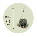 Lanțul inimilor - 2 buc - Ceropegia linearis Woodii - Înălţime 20-30cm - ⌀14cm