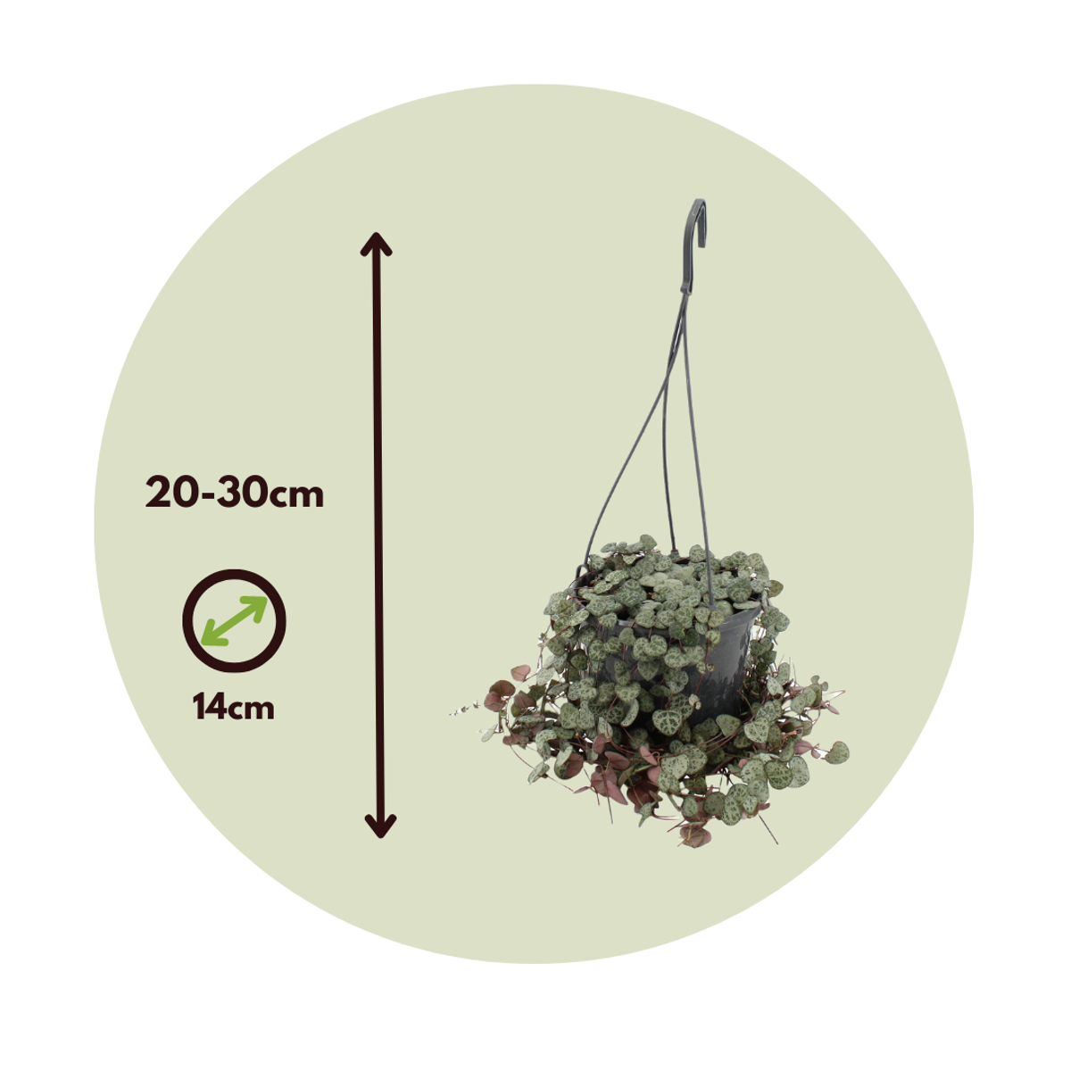 Lanțul inimilor - 2 buc - Ceropegia linearis Woodii - Înălţime 20-30cm - ⌀14cm