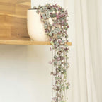 Lanțul inimilor - 2 buc - Ceropegia linearis Woodii - Înălţime 20-30cm - ⌀14cm