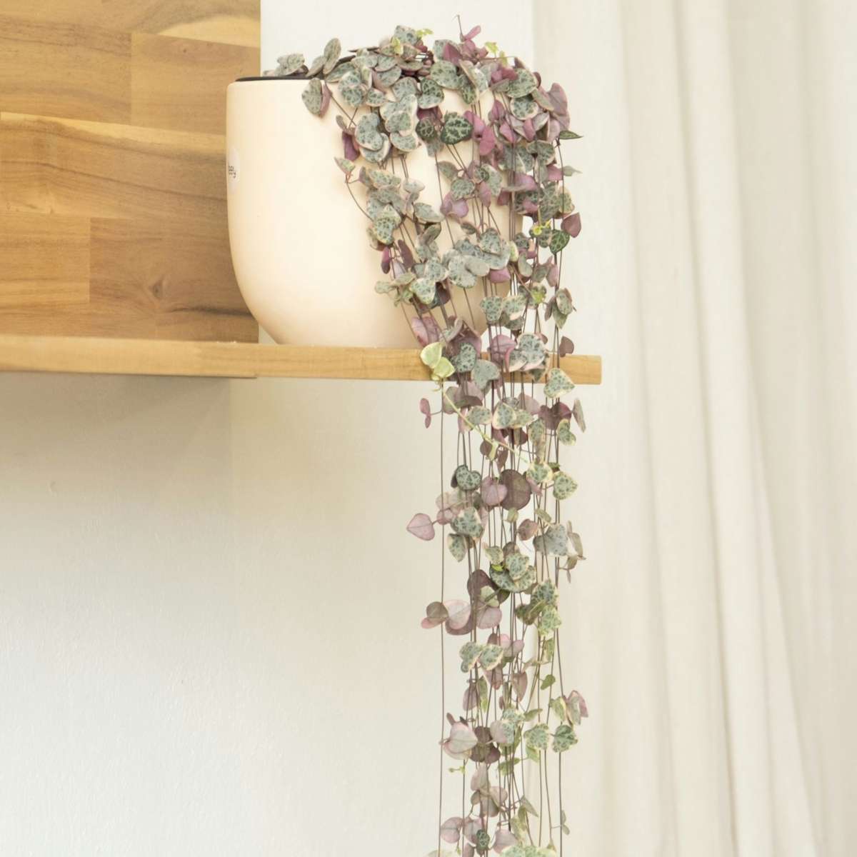 Lanțul inimilor - 2 buc - Ceropegia linearis Woodii - Înălţime 20-30cm - ⌀14cm