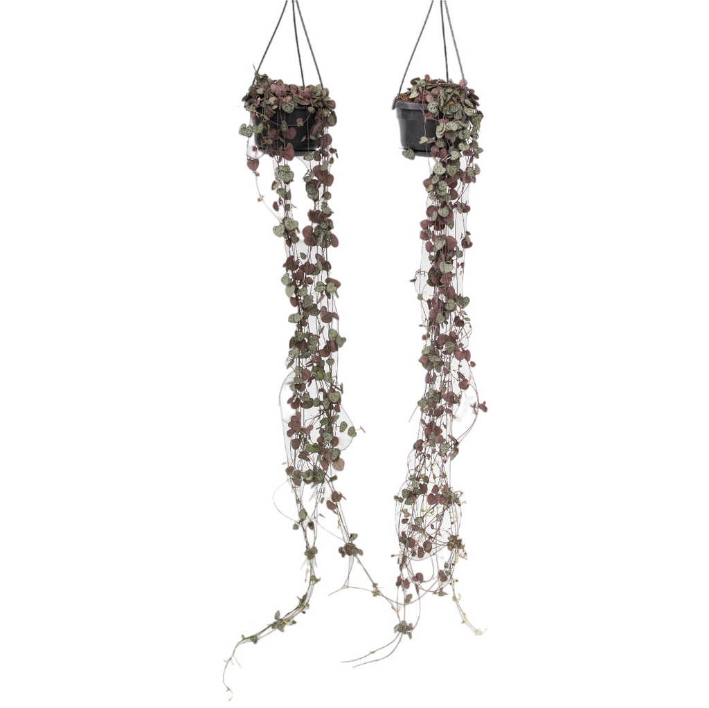 Lanțul inimilor - 2 buc - Ceropegia linearis Woodii - Înălţime 20-30cm - ⌀14cm