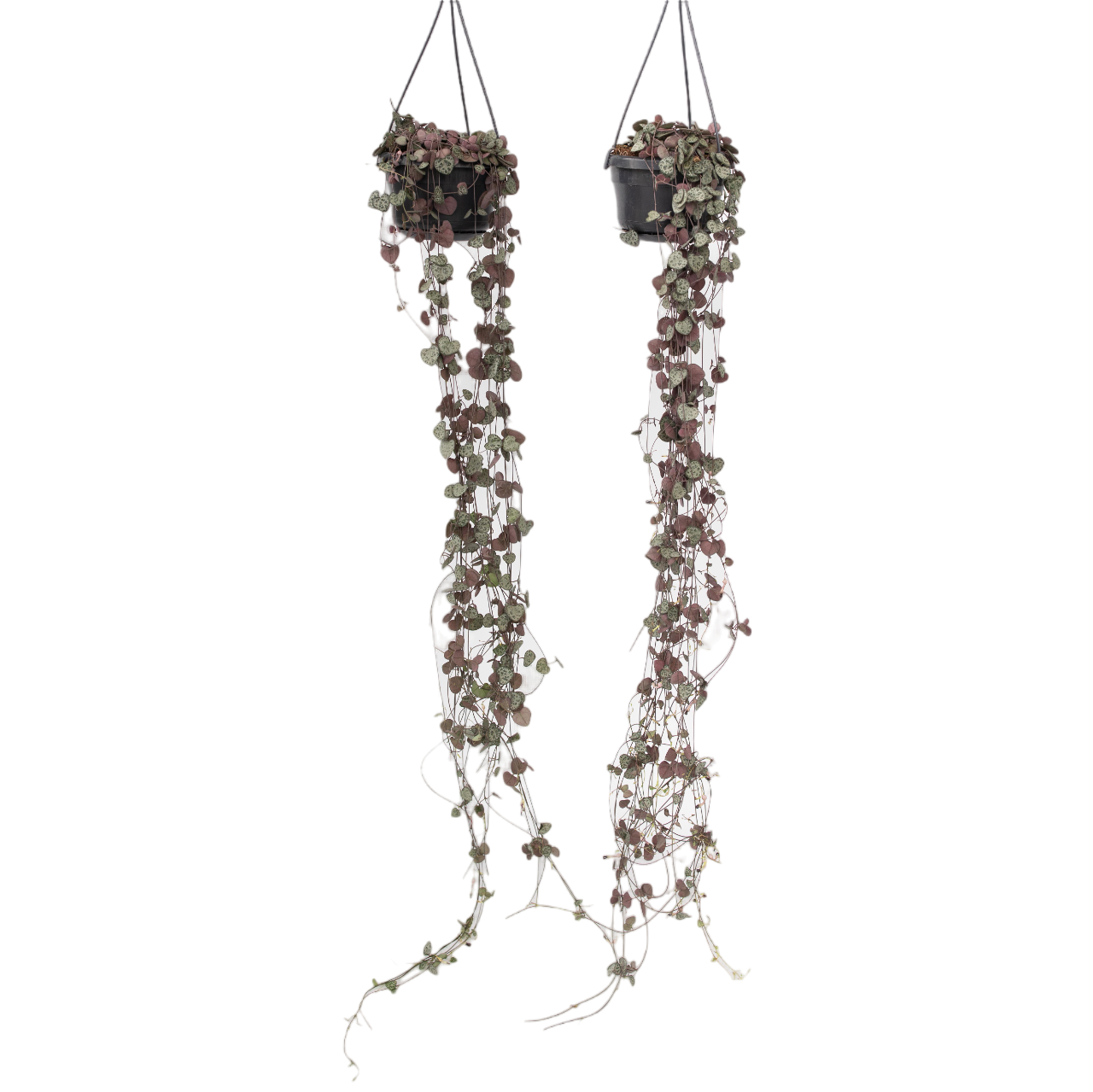 Lanțul inimilor - 2 buc - Ceropegia linearis Woodii - Înălţime 20-30cm - ⌀14cm