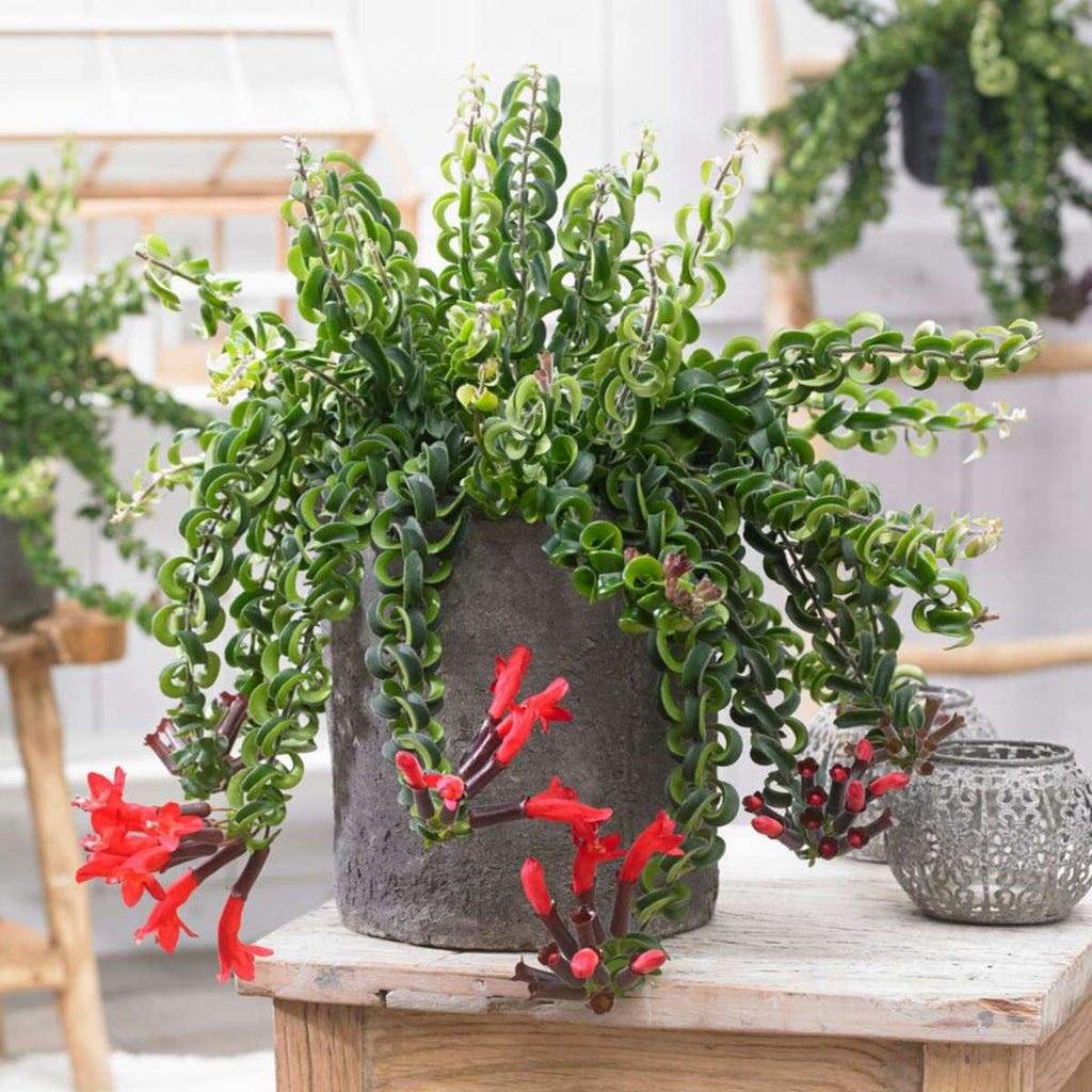 Plantă de ruj - Aeschynanthus pulcher - Înălţime 20-30cm - ⌀15cm