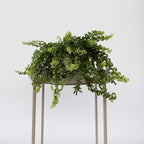 Plantă de ruj - Aeschynanthus pulcher - Înălţime 20-30cm - ⌀15cm