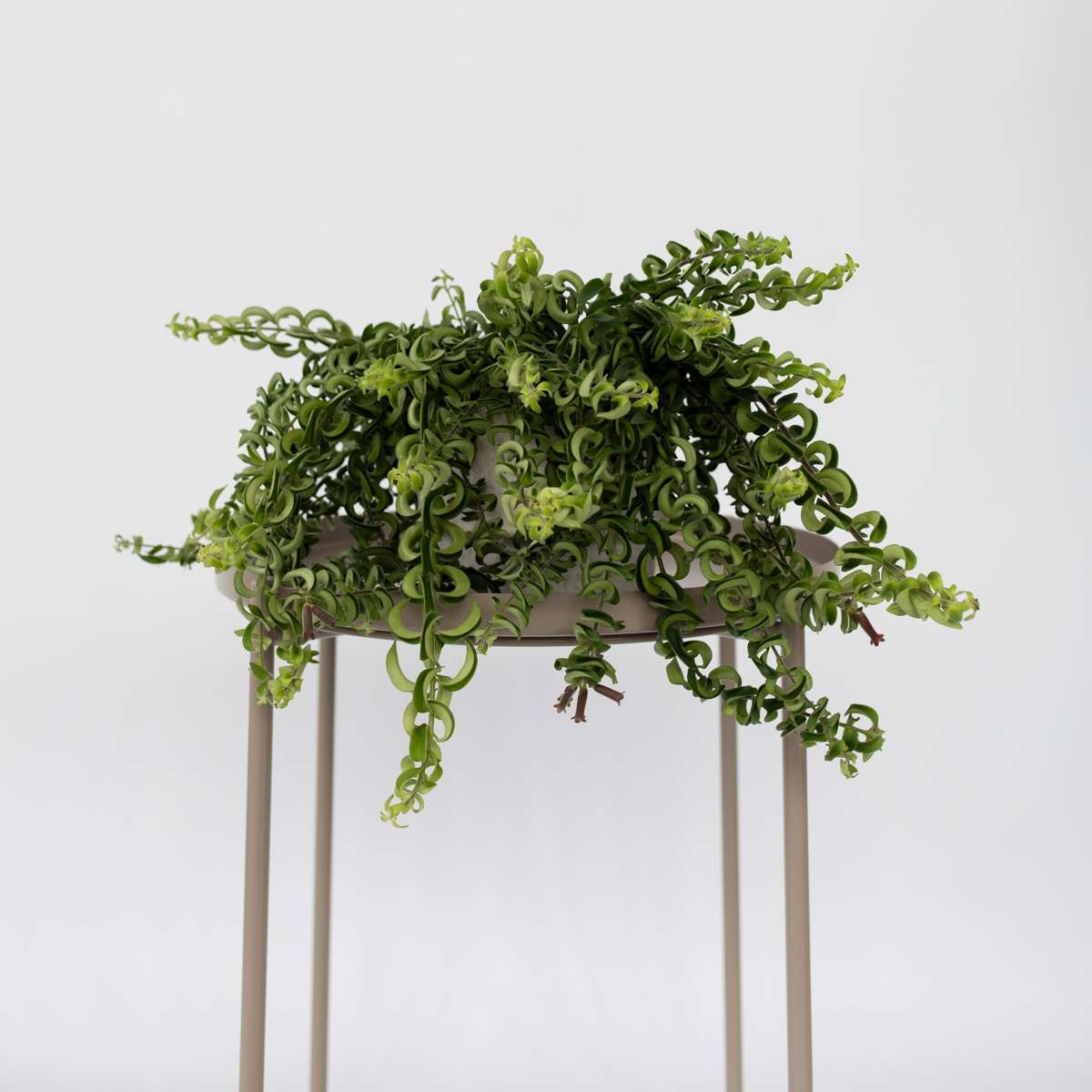 Plantă de ruj - Aeschynanthus pulcher - Înălţime 20-30cm - ⌀15cm