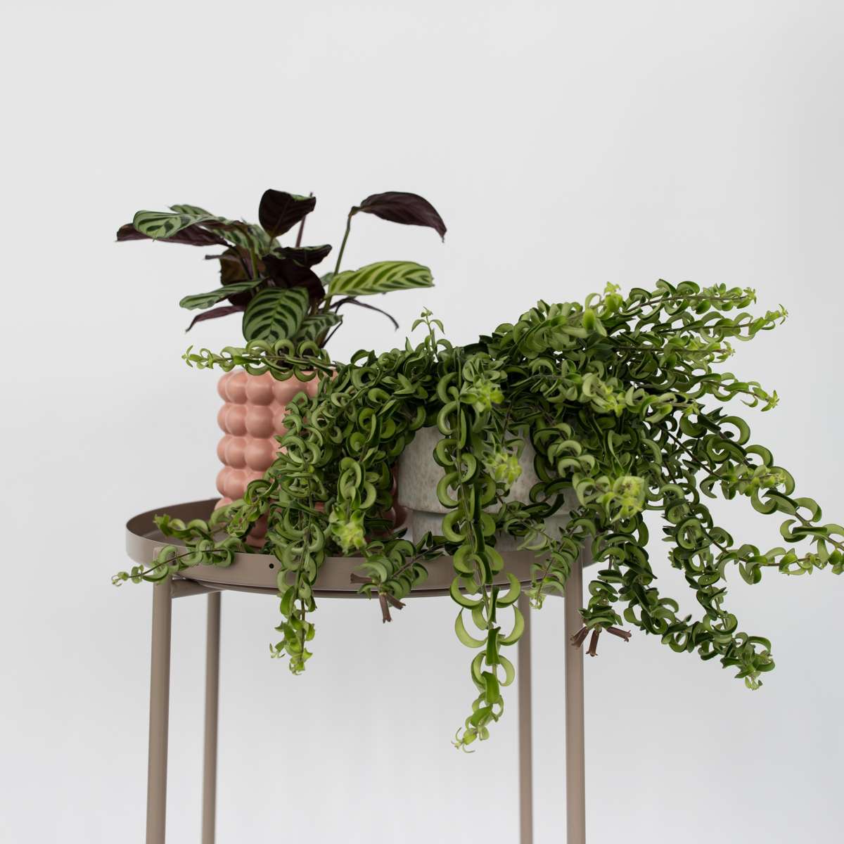 Plantă de ruj - Aeschynanthus pulcher - Înălţime 20-30cm - ⌀15cm