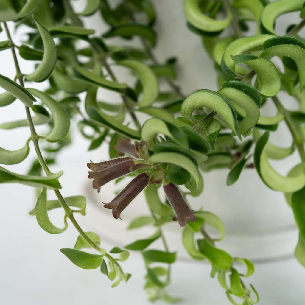 Plantă de ruj - Aeschynanthus pulcher - Înălţime 20-30cm - ⌀15cm