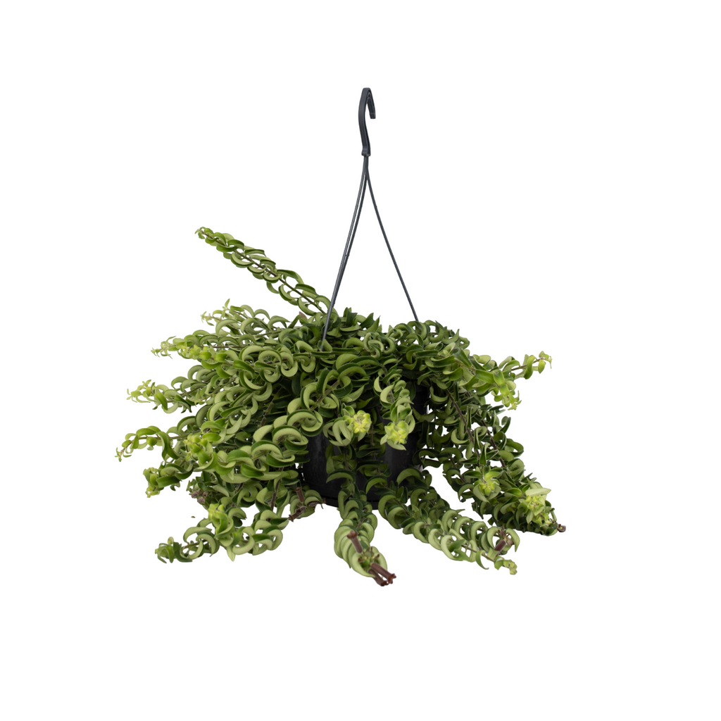 Plantă de ruj - Aeschynanthus pulcher - Înălţime 20-30cm - ⌀15cm