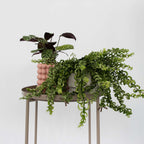 Plantă de ruj - 2 buc - Aeschynanthus pulcher - Înălţime 20-30cm - ⌀15cm