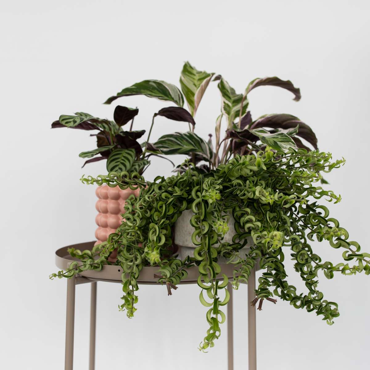 Plantă de ruj - 2 buc - Aeschynanthus pulcher - Înălţime 20-30cm - ⌀15cm