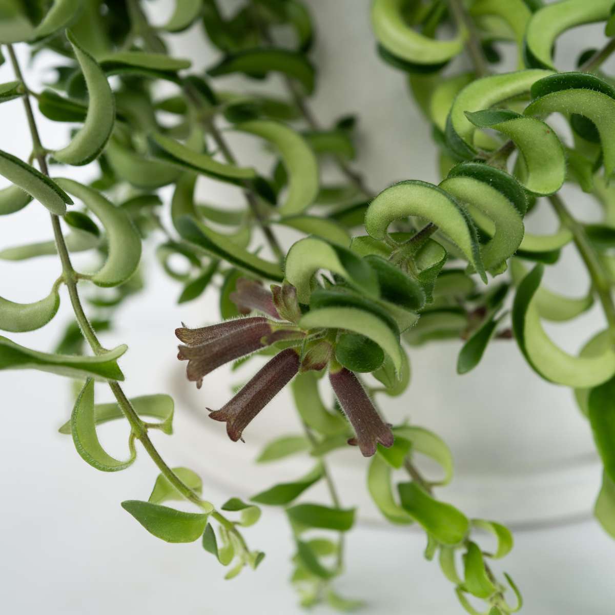 Plantă de ruj - 2 buc - Aeschynanthus pulcher - Înălţime 20-30cm - ⌀15cm