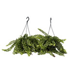 Plantă de ruj - 2 buc - Aeschynanthus pulcher - Înălţime 20-30cm - ⌀15cm