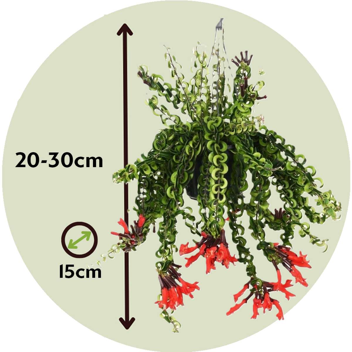 Plantă de ruj - 2 buc - Aeschynanthus pulcher - Înălţime 20-30cm - ⌀15cm