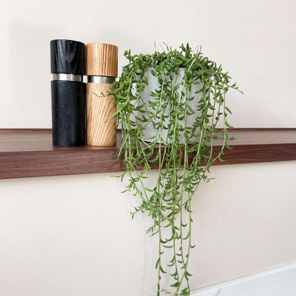 Șir de banane - Senecio radicans - Înălţime 10-20cm - ⌀12cm