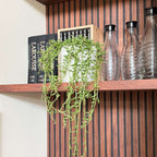 Șir de banane - Senecio radicans - Înălţime 10-20cm - ⌀12cm