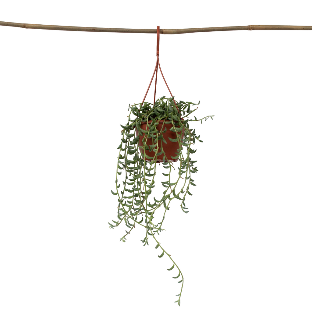 Șir de banane - Senecio radicans - Înălţime 10-20cm - ⌀12cm