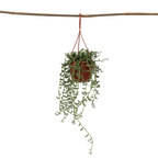 Șir de banane - Senecio radicans - Înălţime 10-20cm - ⌀12cm