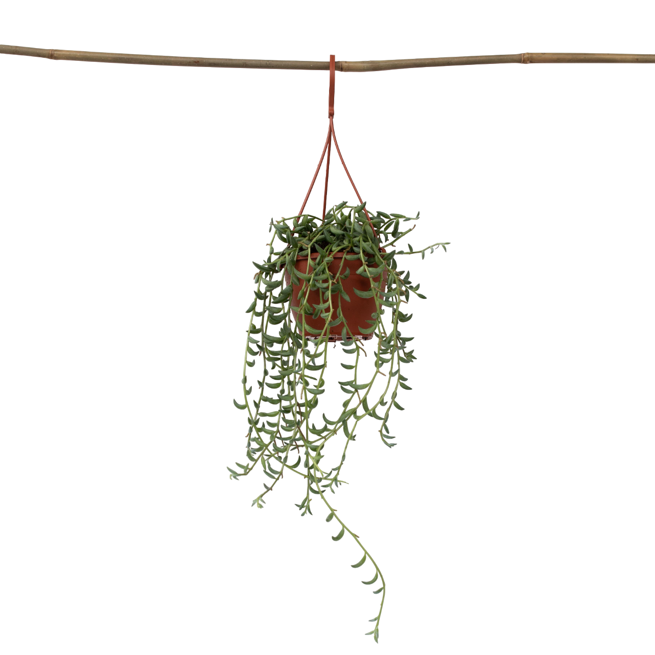 Șir de banane - Senecio radicans - Înălţime 10-20cm - ⌀12cm