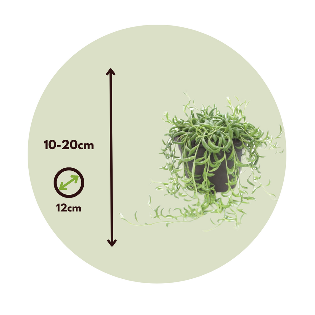 Șir de banane - 2 buc - Senecio radicans - Înălţime 10-20cm - ⌀12cm