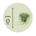 Șir de banane - 2 buc - Senecio radicans - Înălţime 10-20cm - ⌀12cm