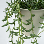 Șir de banane - 2 buc - Senecio radicans - Înălţime 10-20cm - ⌀12cm