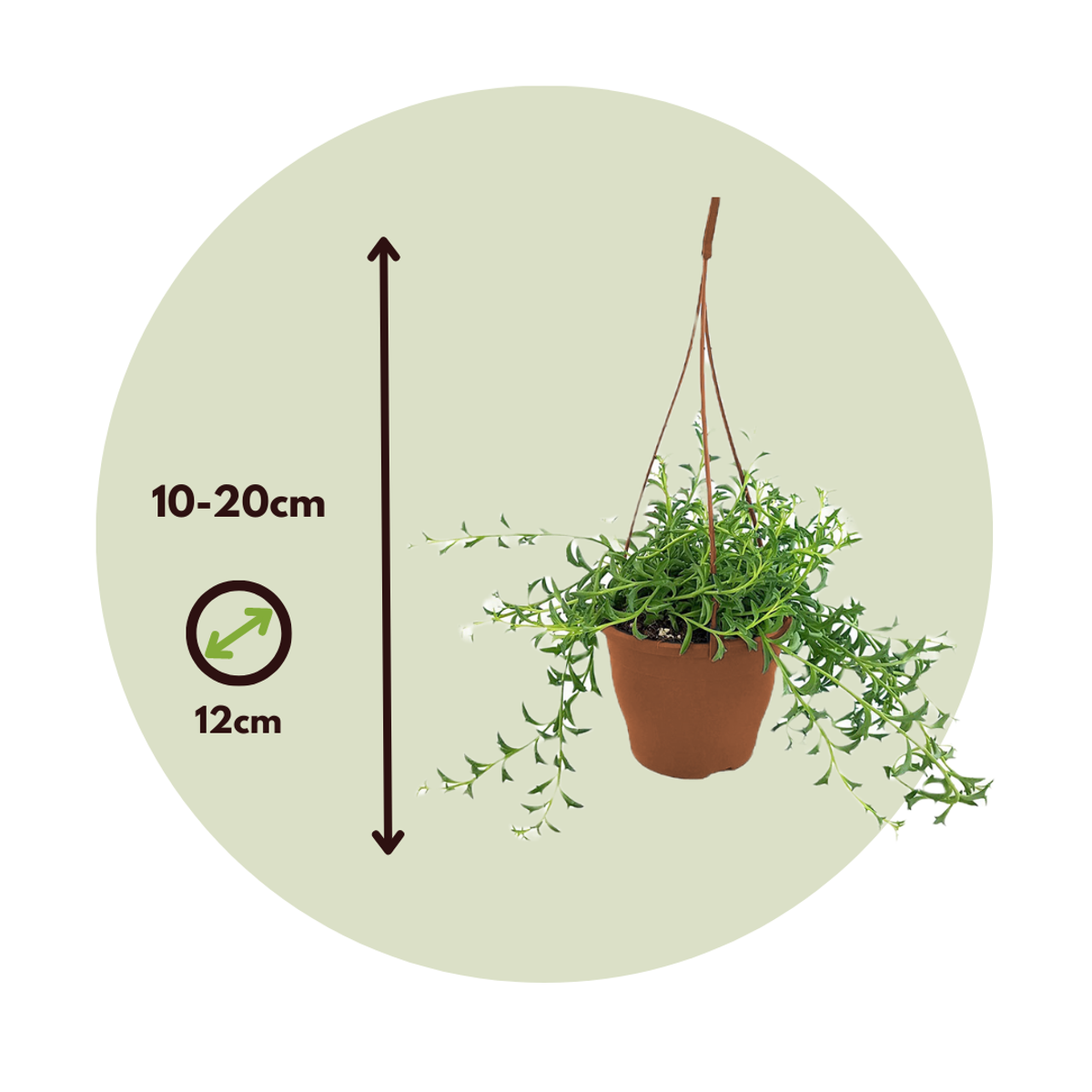 Sirag de delfini - Senecio peregrinus - Înălţime 10-20cm - ⌀12cm