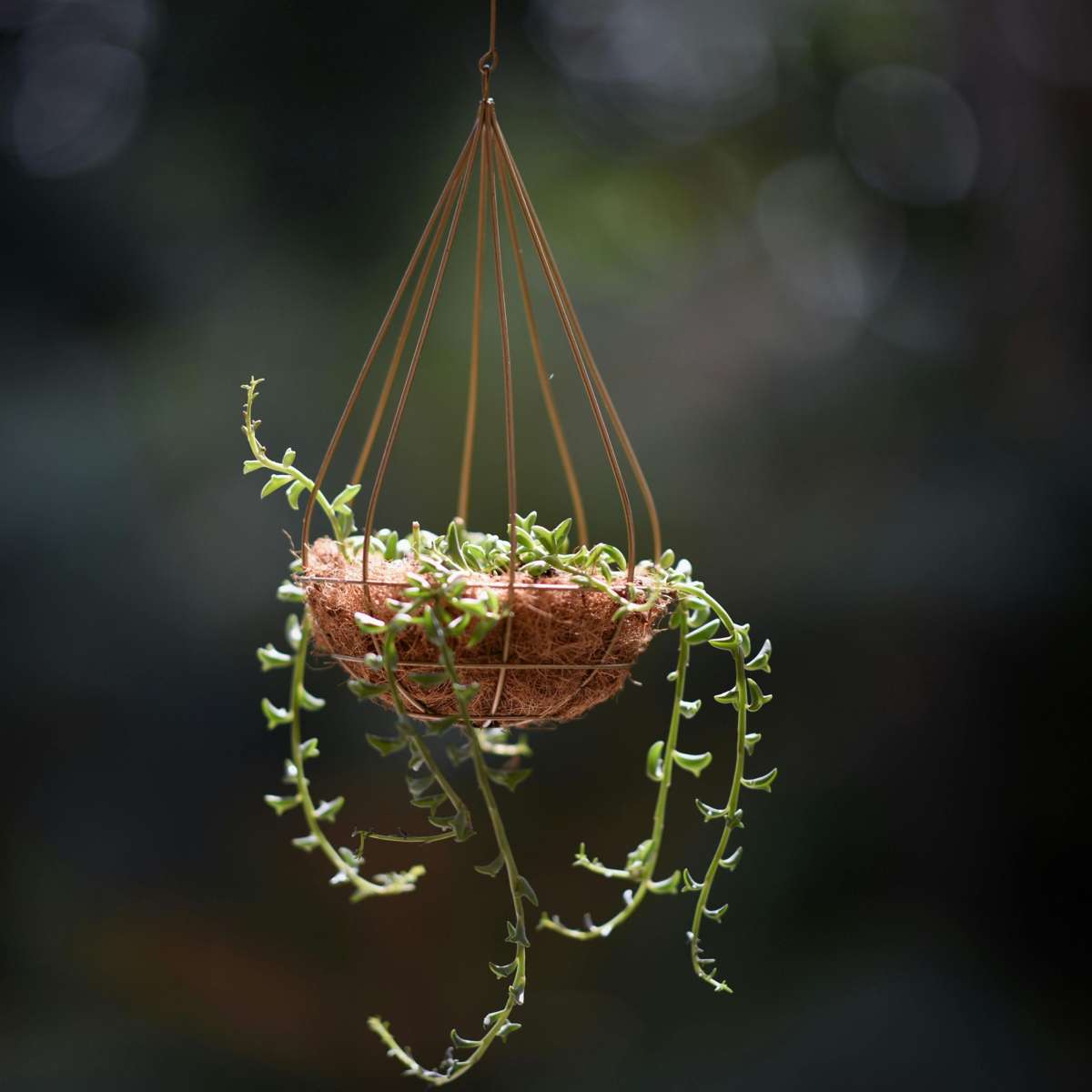 Sirag de delfini - 2 buc - Senecio peregrinus - Înălţime 10-20cm - ⌀12cm