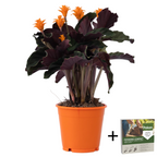 Flacară eternă - Calathea crocata 'Tassmania' - Înălţime 40-50cm - ⌀14cm