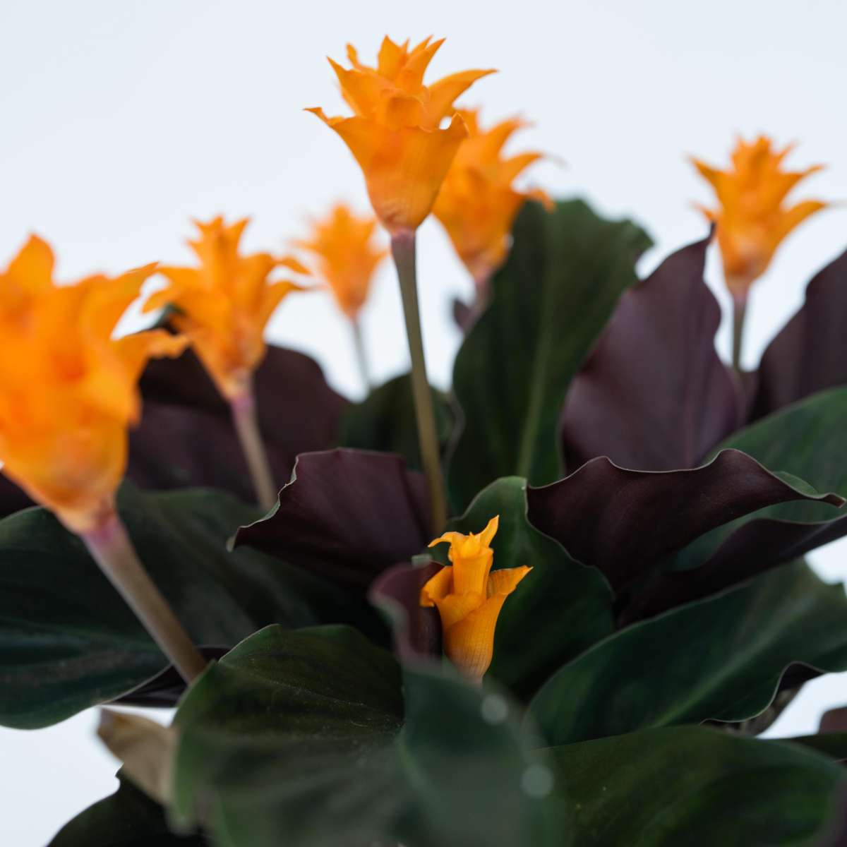 Flacară eternă - Calathea crocata 'Tassmania' - Înălţime 40-50cm - ⌀14cm