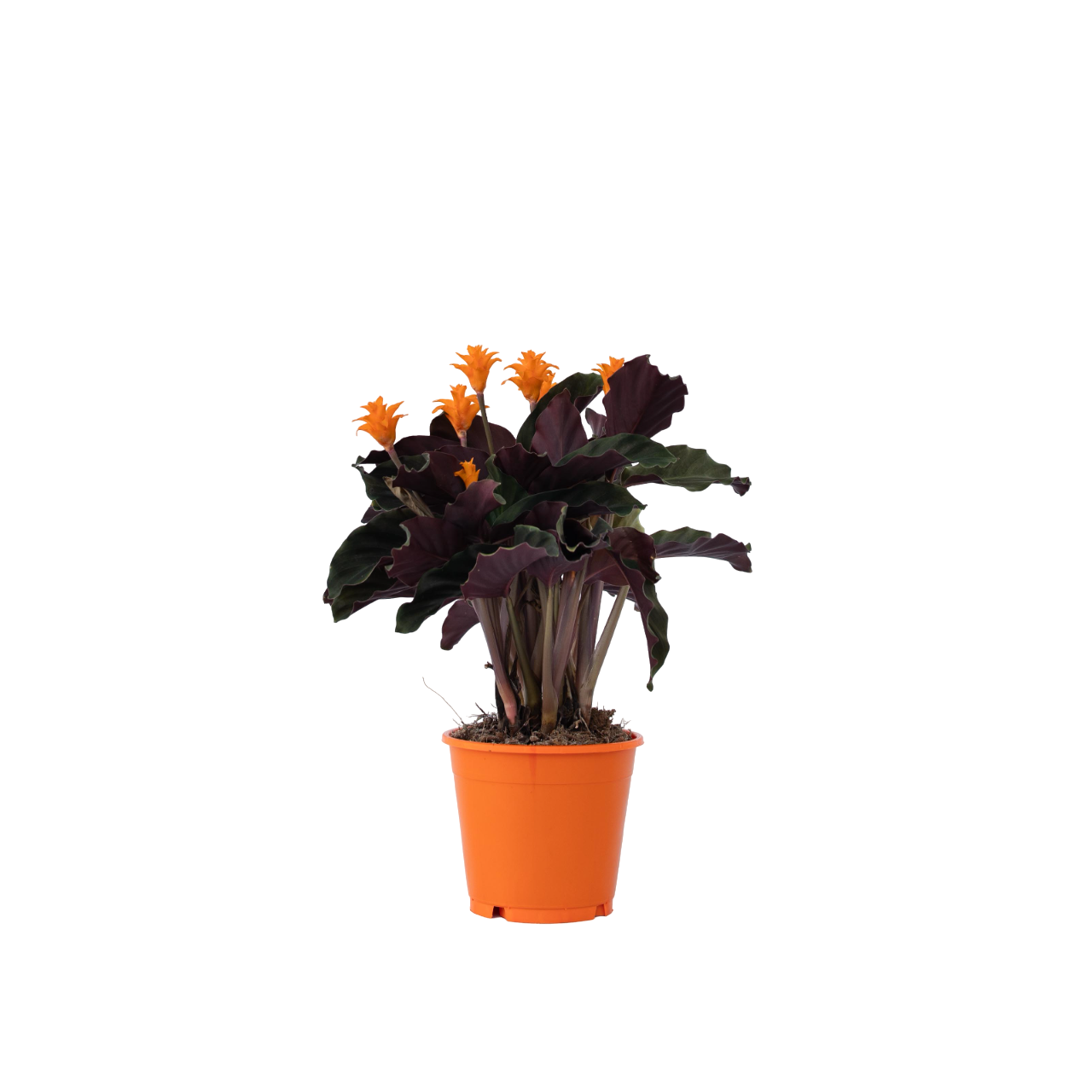 Flacară eternă - Calathea crocata 'Tassmania' - Înălţime 40-50cm - ⌀14cm