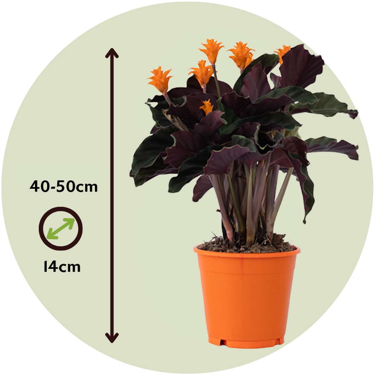 Flacară eternă - Calathea crocata 'Tassmania' - Înălţime 40-50cm - ⌀14cm