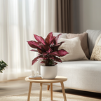 Iresine - Iresine herbstii - Înălţime 20-30cm - ⌀13cm