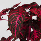 Iresine - Iresine herbstii - Înălţime 20-30cm - ⌀13cm