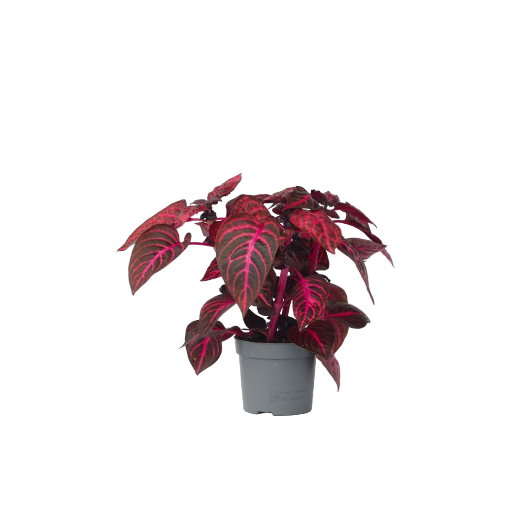 Iresine - Iresine herbstii - Înălţime 20-30cm - ⌀13cm