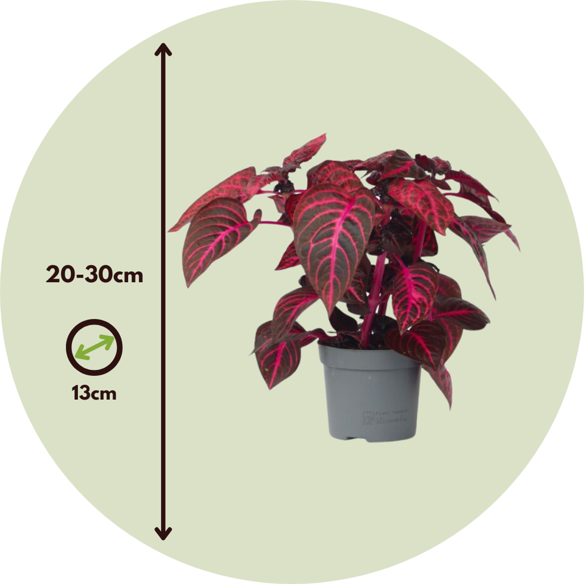 Iresine - Iresine herbstii - Înălţime 20-30cm - ⌀13cm