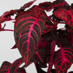 Iresine - 2 buc - Iresine herbstii - Înălţime 20-30cm - ⌀13cm
