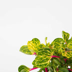 Iresine - 2 buc - Iresine herbstii - Înălţime 20-30cm - ⌀13cm