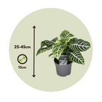 Plantă zebră - 4 buc - Aphelandra squarrosa 'Botanica' - În. 25-45cm - ⌀13cm