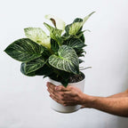 Plantă zebră - 4 buc - Aphelandra squarrosa 'Botanica' - În. 25-45cm - ⌀13cm