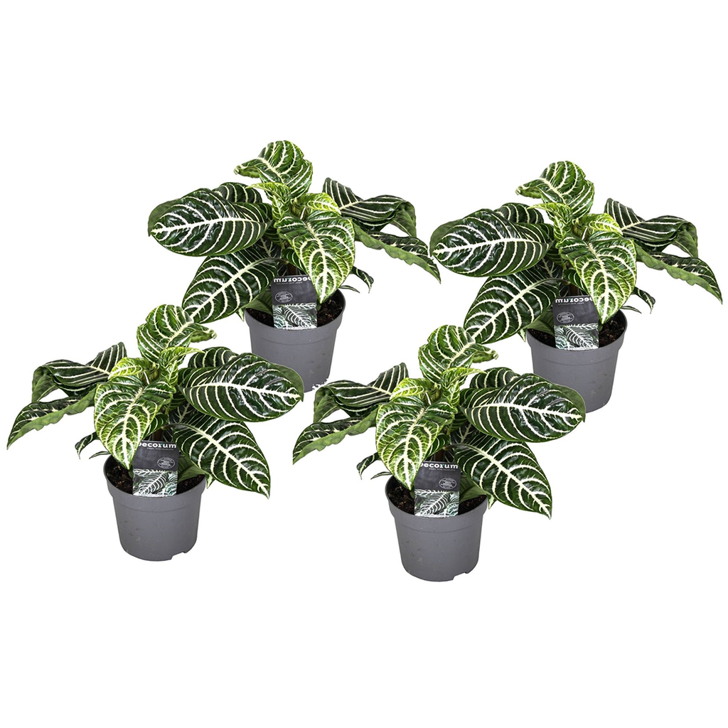 Plantă zebră - 4 buc - Aphelandra squarrosa 'Botanica' - În. 25-45cm - ⌀13cm