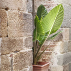 Urechea elefantului - 2 buc - Alocasia 'Odora' - Înălţime 55-75cm - ⌀17cm
