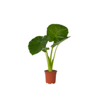 Urechea elefantului - Alocasia 'Odora' - Înălţime 55-75cm - ⌀17cm