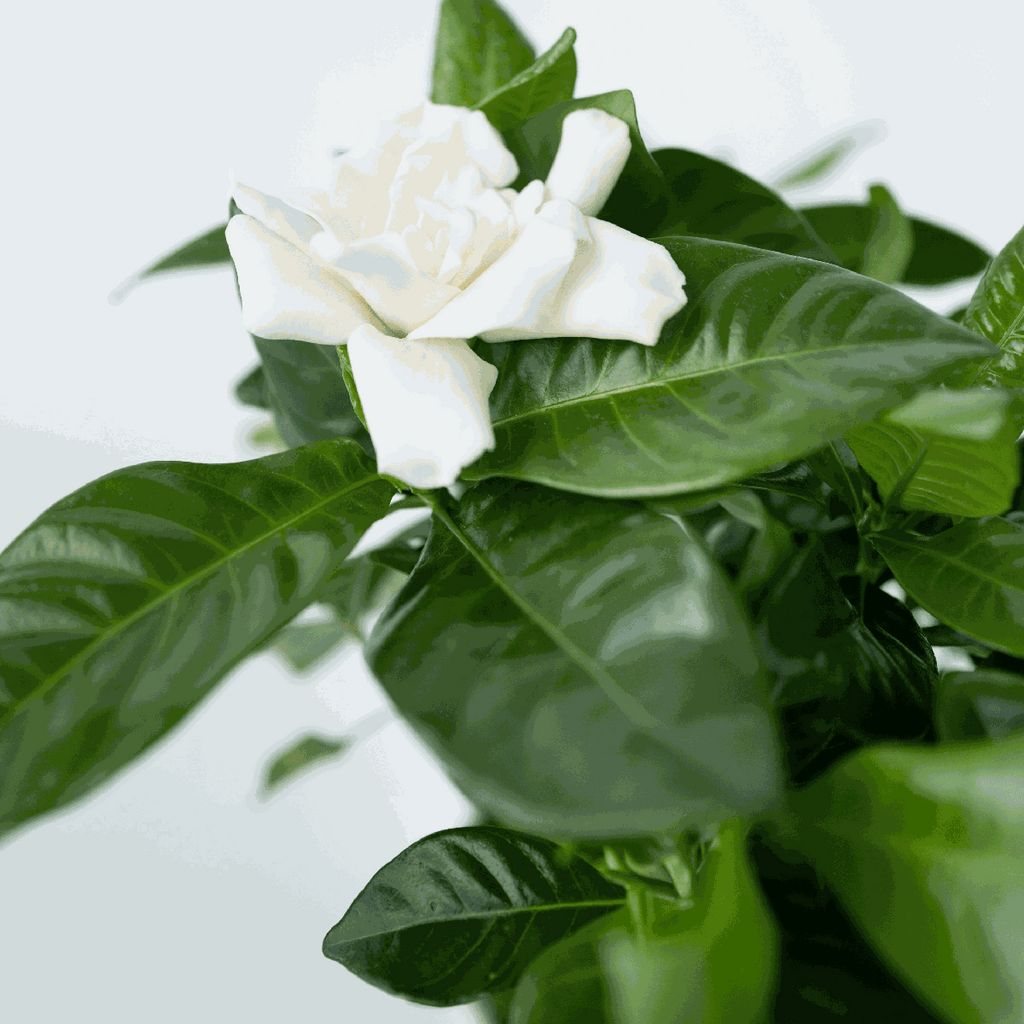 Gardenie iasomie - Gardenia jasminoides - Înălţime 20-30cm - ⌀13cm