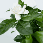 Gardenie iasomie - Gardenia jasminoides - Înălţime 20-30cm - ⌀13cm